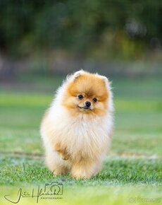 Pomeranian s PP