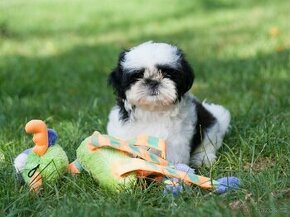 štěňata Shih-Tzu (ši-cu, shitzu, shih tzu)