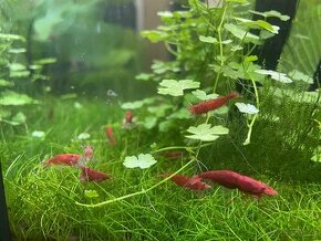 Krevety Neocaridina Davidi var. Sakura Red - 1