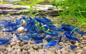 Krevetky-Blue diamond- Neocaridina Davidi - 1