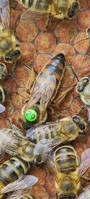 Včelí matky ihned k odběru