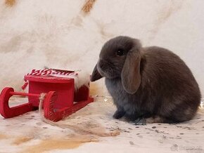 Kouzelná Miminka -Anglický Zakrslý Beránek MiniLop....