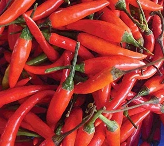 Chilli paprička, Tabasco (semena)