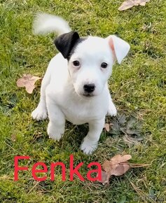 Jack Russel terier, štěňátka