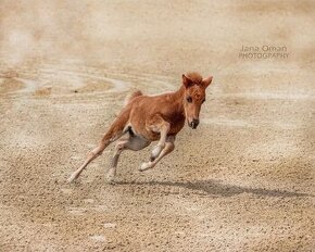 Hodná pony kobylka