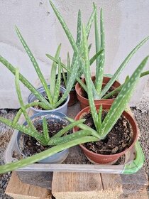 Aloe Vera - 1
