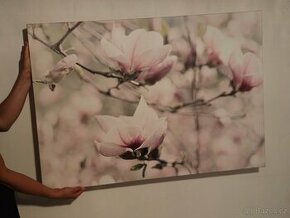 Obraz magnolie
