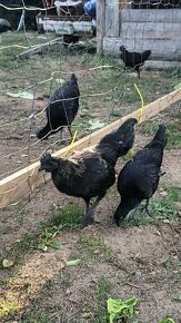 Čistokrevní kohoutci Ayam Cemani - 1