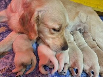 Zlatý retrívr, golden retriever