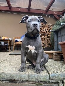 Volní chlapečci American bully XL