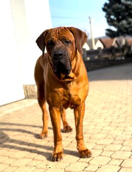 Tosa inu - TOP štěňátka s PP - 1