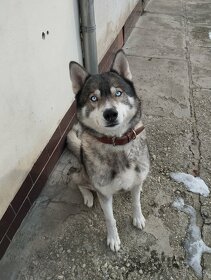 Sibiřský Husky ke krytí - 1