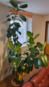 Ficus Elastica 6 let.