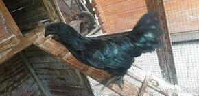 Ayam Cemani kohout