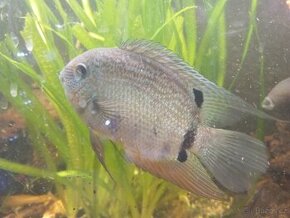 Heros severum - 1