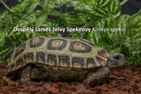 Želva Spekeova Kinixys spekii - 1