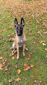 Belgický ovčák malinois