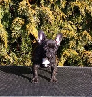 French bulldog/ francouzsky buldoček s PP