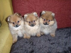 Pomeranian pomerian boo