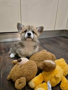 Welsh corgi pembroke s pp