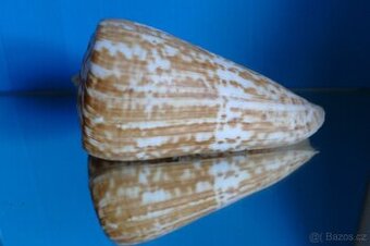 Conus pulcher 2 - XXL - 1