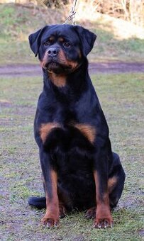 Rotvajler s PP, Rottweiler s PP - 1