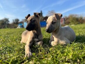 Whippet/Vipet bez PP