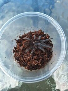 Sklípkani: Tliltocatl (Brachypelma) vagans