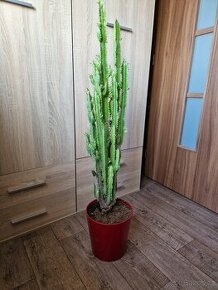 Mexicky kaktus Euphorbia 95 cm