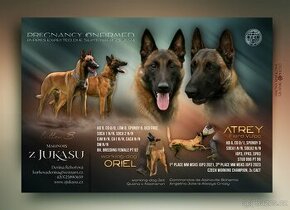 Belgický ovčák malinois s PP - štěňátka k zadání - 1