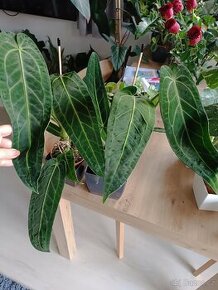 Anthurium warocqueanum