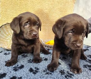 Nabídka štěňat labradorského retrievera