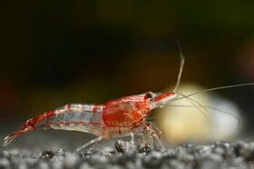 Neocaridina red rili