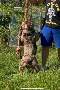 American Bully pocket pes na krytie s pp - 1