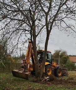 Prodám čerstvě poražený ořech