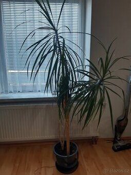 Dracena 1,7m