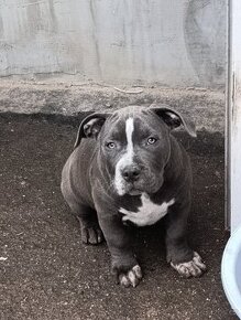 American Bully Standard