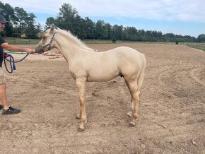 Prodám hřebeček Quarter Horse.