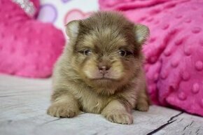 Pomeranian s PP psik choco merle