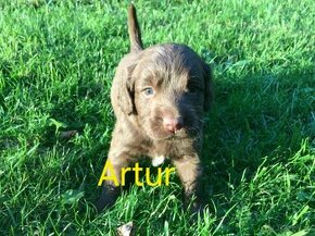 Lagotto romagnolo x labrador