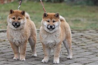 Shiba Inu s PP FCI