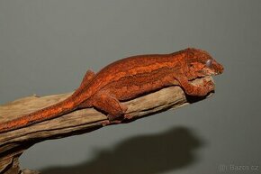 Rhacodactylus auriculatus - 1