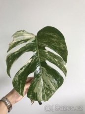 Monstera Variegata (Albo) - panašovaná Monstera