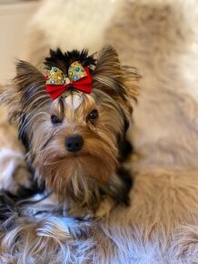 Jorkšírský Teriér-jorkšír- yorkshire terrier