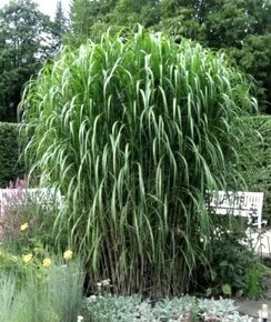 MISCANTHUS GIGANTEUS ♥ OZDOBNICE OBROVSKÁ