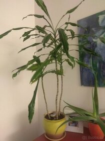 Dracaena kytka