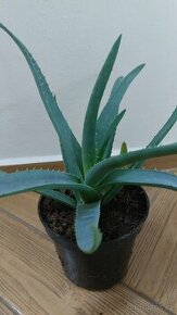 Prodám Aloe vera lékařská - 1