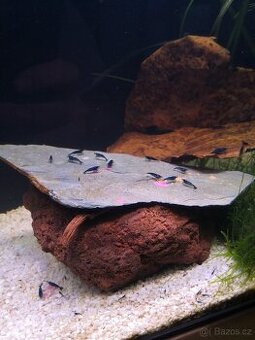 Krevety Neocaridina Blue Dream