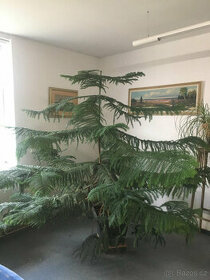 ARAUCARIA HETEROPHYLLA - 1