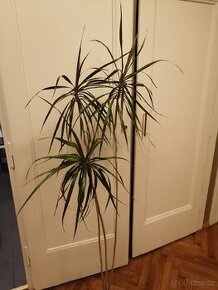 Dracena - 1